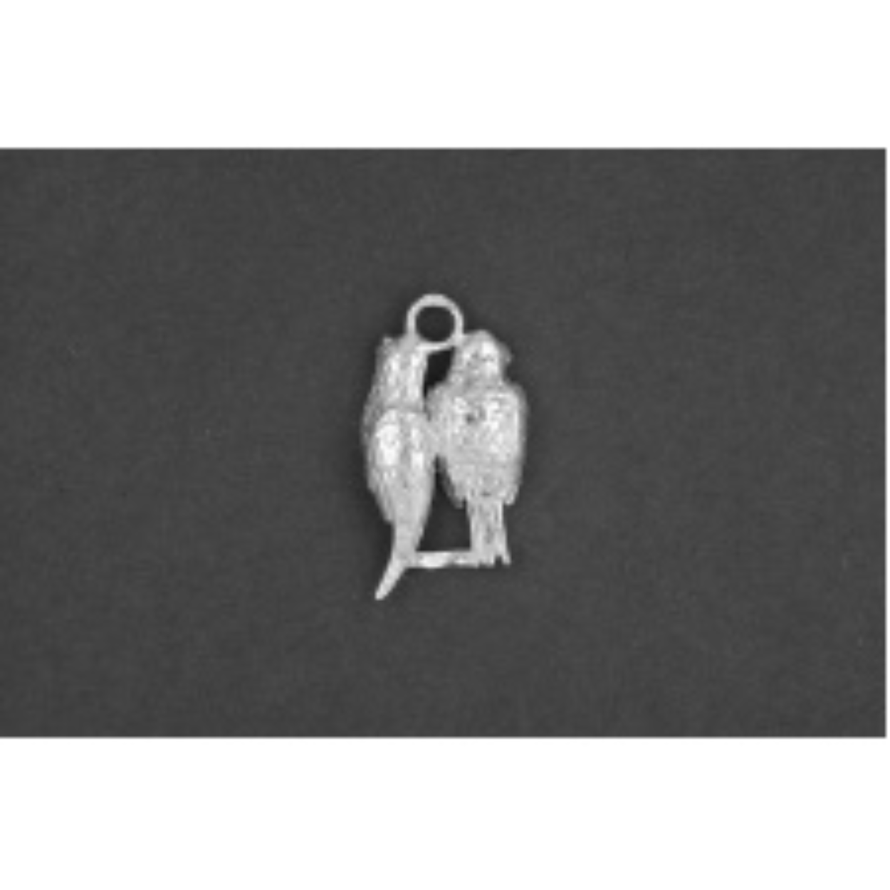 tortelduif