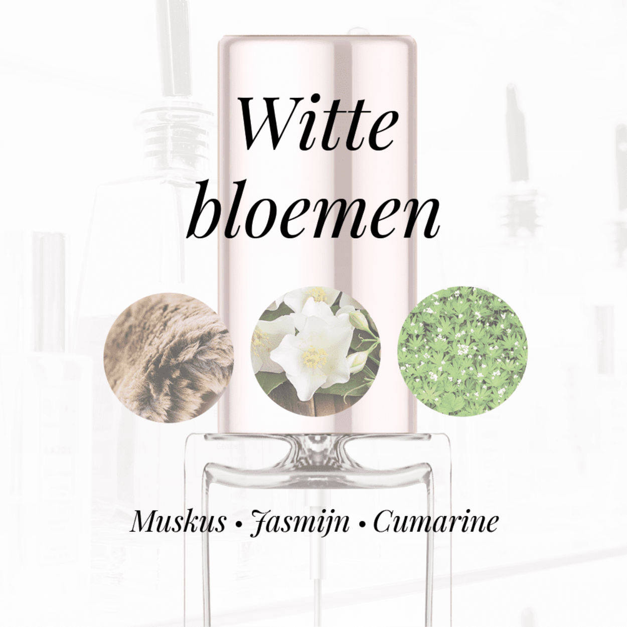 Eigenschappen
Geur: Witte bloemen
Waarneembare geuren: Coumarin, Jasmijn, Muskus
Sillage: Midden
Seizoen: All season
Eigenschap: Comfort
Stijl: Casual
Geurgroep: Bloemig Houtachtig Musk
Hoofdakkoorden: Witte bloemen, Muskachtig, Houtachtig, Roos, Kruiden
Top noten: Bulgaarse Roos, Jasmijn en Oranjebloesem
Midden noten: Muskus
Basis noten: Vetiver, Ceder, Coumarin en Patchouli