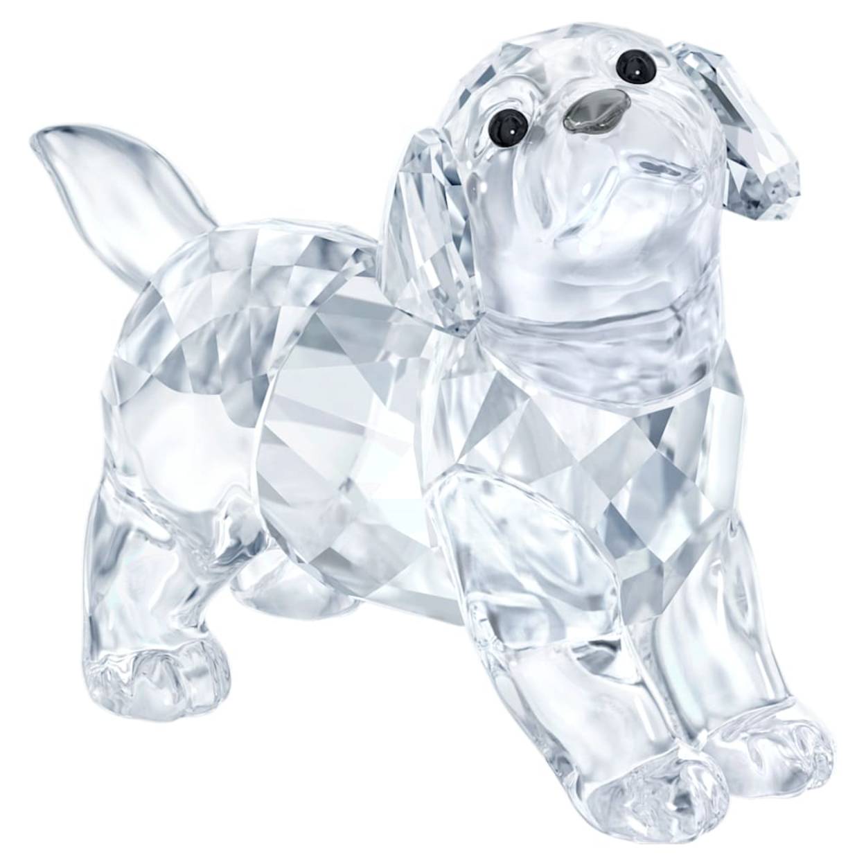 LABRADORPUP, STAAND