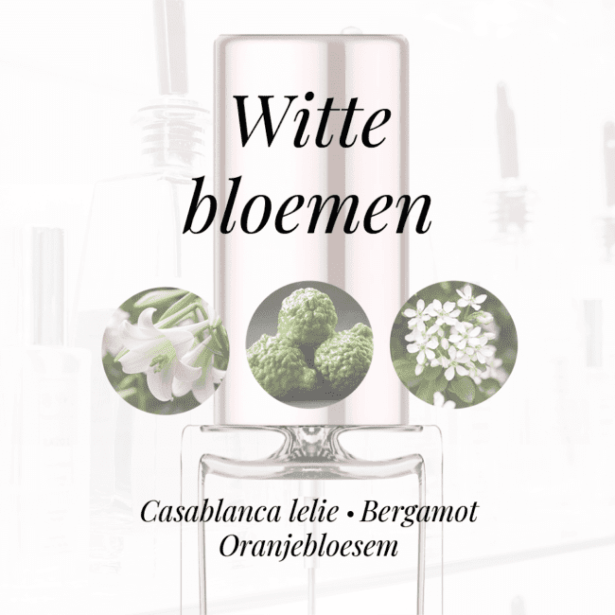 Eigenschappen
Geur: Witte bloemen
Waarneembare geuren: Bergamot, Casablanca lelie, Oranjebloesem
Sillage: Licht
Seizoen: Lente/Zomer
Eigenschap: Populair
Stijl: Stoer
Geurgroep: Bloemige
Hoofdakkoorden: Witte bloemen, Citrusvruchten, Houtachtig, Gele bloemen, Zoet
Top noten: Bergamot
Midden noten: Ylang-Ylang , Casablanca Lelie en Oranjebloesem
Basis noten: Amber, Sandelhout en Tahitiaanse vanille