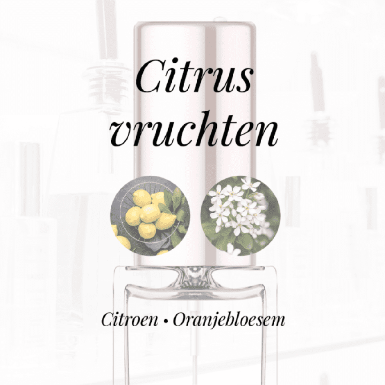 Eigenschappen
Geur: Citrusvruchten
Waarneembare geuren: Citroen, Oranjebloesem
Sillage: Midden
Seizoen: Lente
Eigenschap: Populair
Stijl: Elegant
Geurgroep: Bloemige
Hoofdakkoorden: Citrusvruchten, Witte bloemen, Houtachtig, Zoet, Gele bloemen
Top noten: Mandarijn, Grapefruit en Zwarte bes
Midden noten: Tuberoos, Ylang-Ylang , Jasmijn, Oranjebloesem, Peer , Roze peper en Lelietje-van-dalen
Basis noten: Sandelhout, Muskus, Cashmeran en Orris wortel