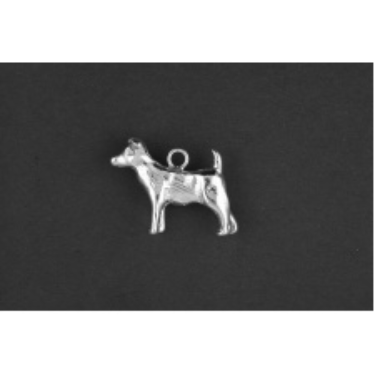 Jack russel terrier