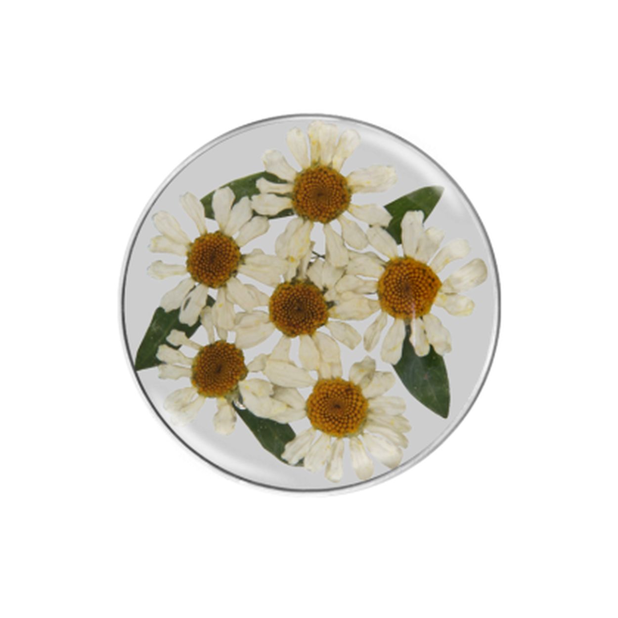 My imenso flora dried Daisy 33mm insignia